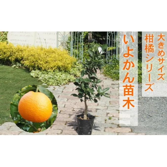 苗木 柑橘苗 大きめサイズ 伊予柑 1本 配送不可 北海道 沖縄 離島