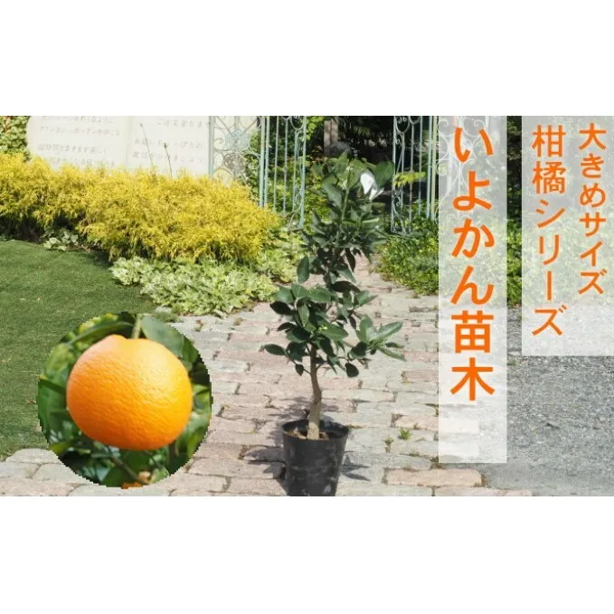 苗木 柑橘苗 大きめサイズ 伊予柑 1本 配送不可 北海道 沖縄 離島 果物の苗木 伊予柑の苗木 植物 庭 ガーデニング むきやすい 食べやすい 