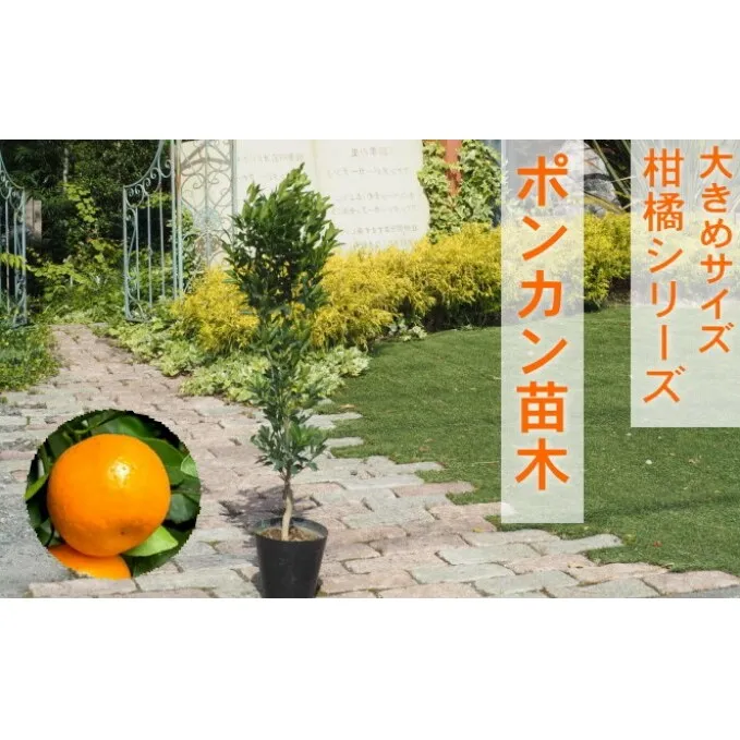 苗木 柑橘苗 大きめサイズ ポンカン 1本 配送不可 北海道 沖縄 離島