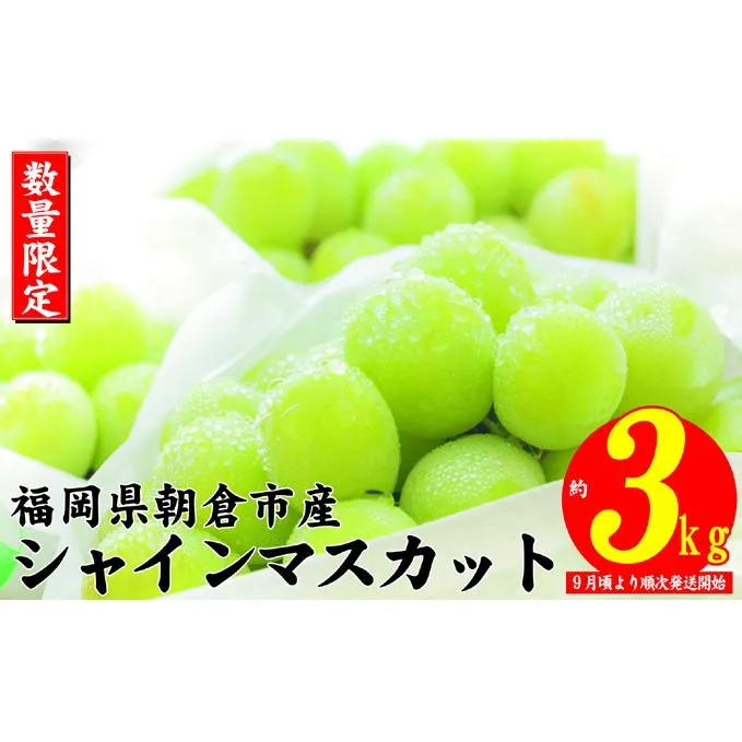 シャインマスカット 2024年発送 約3kg 大粒 フルーツ ブドウ 高級 ぶどう 葡萄 果物 くだもの 旬菜板屋 配送不可 離島 果物類 デザート 食後 種なし 皮ごと ジューシー 