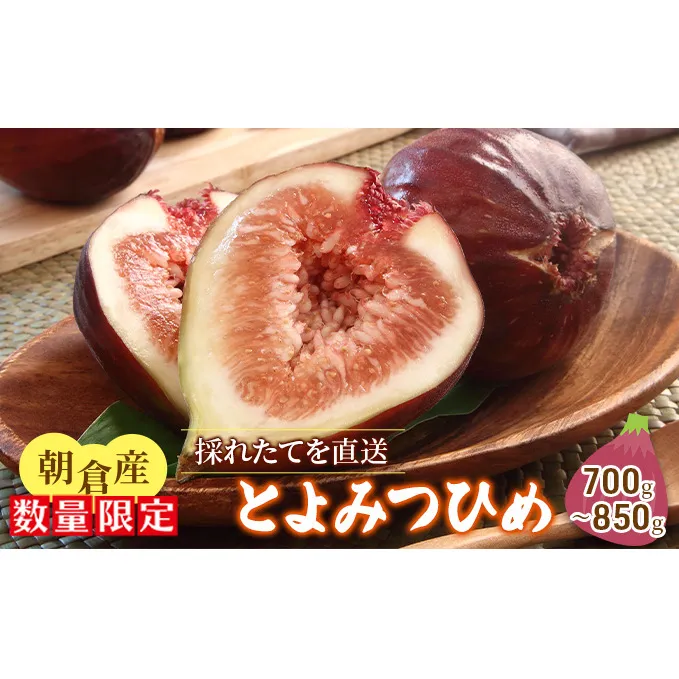いちじく とよみつひめ 700g~850g 朝倉産 配送不可 北海道 東北 沖縄 離島 果物 フルーツ 上品な甘さ とろける 皮ごと 食べやすい 大粒 贈答品