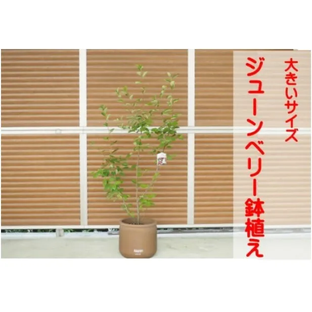 ガーデニング 鉢植え ジューンベリー 大きいサイズ ラウンド 33cmチョコ色 配送不可 北海道 沖縄 離島 苗木 庭 玄関先 ベランダ 植物 インテリア グリーンアイテム 白い花 赤い果実 果樹 耐寒性 耐暑性 テラコッタ鉢 