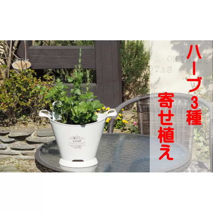 ハーブ 寄植え 摘み取って使う 新鮮 ハーブ 3種の寄せ植え プラ鉢 ホワイト 苗木 庭 玄関先 ベランダ 植物 インテリア グリーンアイテム ハーブの寄せ植え おしゃれ 育てやすい 