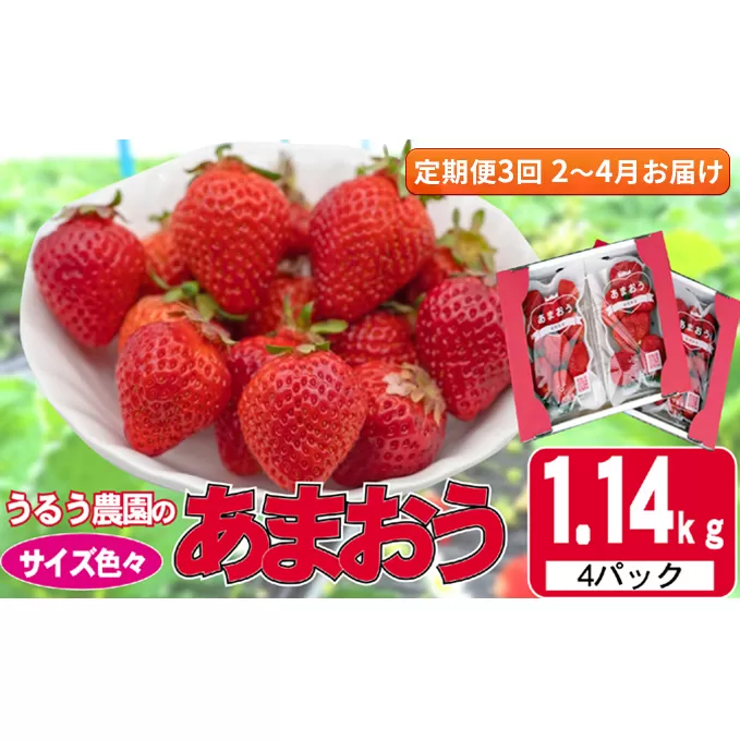 定期便 3回 いちご 発送時期 2026年2月～4月 うるう農園のあまおう サイズ色々 4パック 約1.14kg 配送不可 離島 果物類 フルーツ 安心 安全 美味しい 食べやすい 