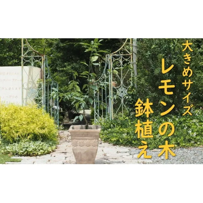 植物 レモン 鉢植え 大きめ サイズ レモンの木 アンティーク テラコッタ 鉢 直径31cm 配送不可 北海道 沖縄 離島 インテリア グリーンアイテム グリーンインテリア 玄関 庭 ガーデン ガーデニング 果樹 柑橘 