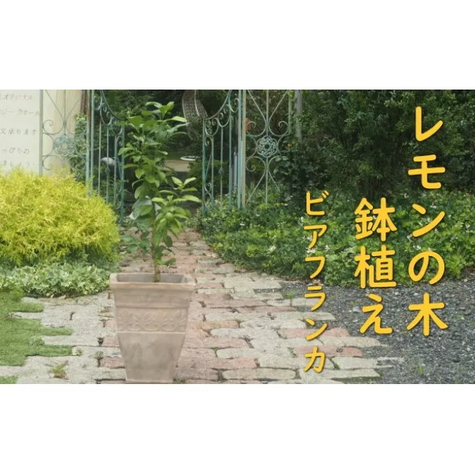 植物 レモン トゲ無し 鉢植え レモンの木 品種 ビアフランカ アンティーク テラコッタ 鉢 直径31cm 配送不可 北海道 沖縄 離島 インテリア グリーンアイテム グリーンインテリア 玄関 庭 ガーデン ガーデニング 果樹 柑橘 