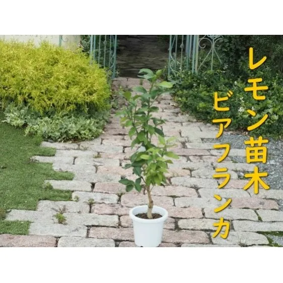 植物 レモン 苗木 トゲ無し レモンの木 品種 ビアフランカ トゲ無し 3年生苗 インテリア グリーンアイテム グリーンインテリア 玄関 庭 ガーデン ガーデニング 果樹 柑橘 