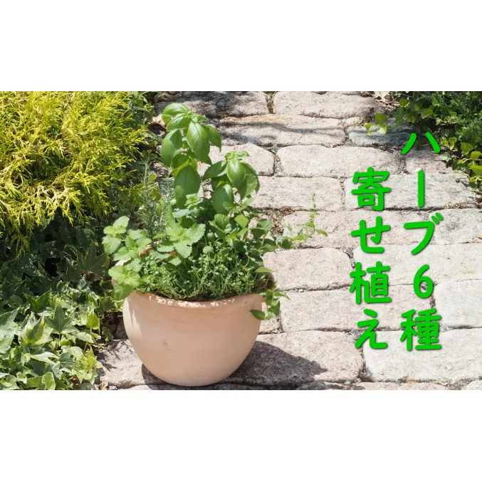 植物 寄植え ハーブ 6種 寄せ植え つぼ丸型 鉢 25cm ハーブ寄せ植え インテリア グリーンインテリア グリーンアイテム ベランダ 庭 ガーデン ガーデニング 育てやすい 