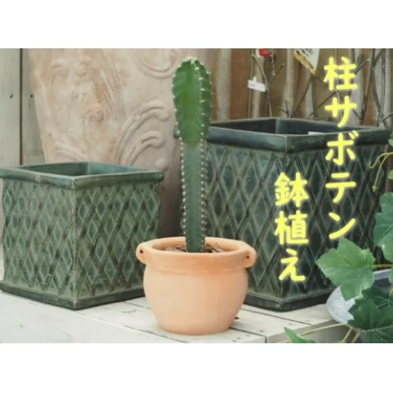 植物 サボテン 鉢植え 柱サボテンの鉢植え つぼ丸型 鉢 17cm インテリア グリーンインテリア グリーンアイテム ベランダ 庭 ガーデン ガーデニング ドライガーデン 