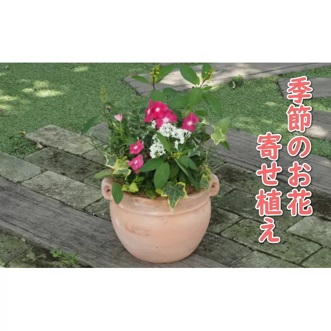 植物 寄植え 花 季節のお花 寄せ植え つぼ丸型 ピンク系 25cm お花の寄せ植え インテリア グリーンアイテム 癒し かわいい 玄関 ガーデン 庭 ガーデニング 
