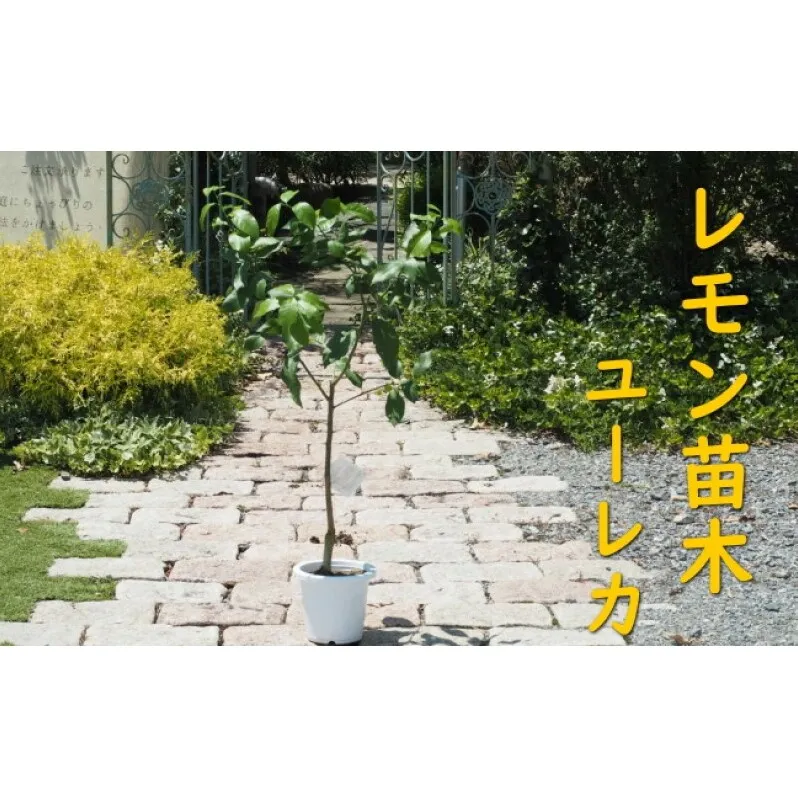 植物 レモン 苗木 品種 ユーレカ 3年生苗 レモンの木 ガーデニング 