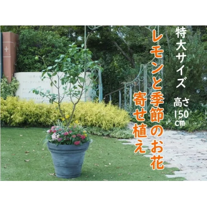 植物 レモン 花 寄植え 特大サイズ レモンの木と季節のお花 寄せ植え ガーデニング 配送不可：北海道、沖縄、離島 