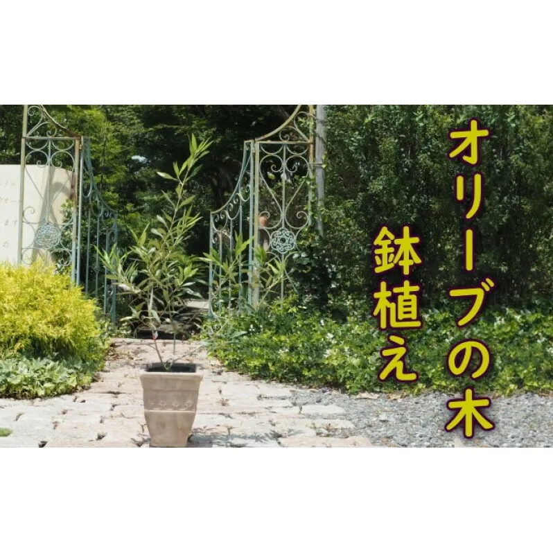 植物 オリーブ 木 鉢植え アンティーク テラコッタ鉢 21cm ガーデニング 