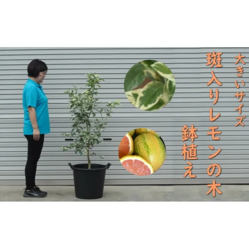 植物 レモン 斑入り レモンの木 ピンクレモネード 鉢植え 黒プラ45cm ガーデニング 配送不可:北海道、沖縄、離島 
