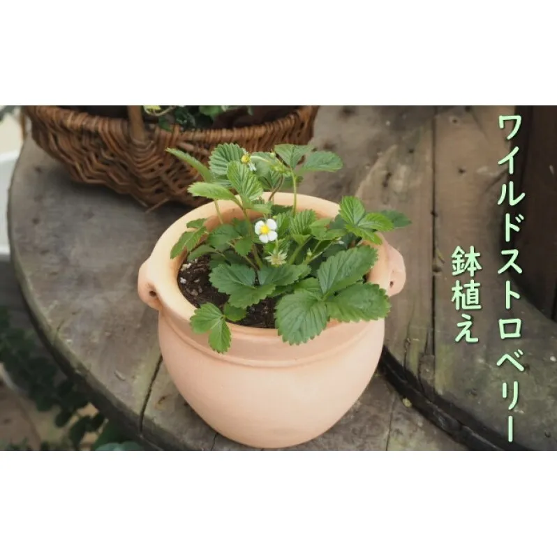 鉢植え ワイルドストロベリーの鉢植え (つぼ丸18cm鉢) 植木鉢 ガーデン ※配送不可:北海道、沖縄、離島