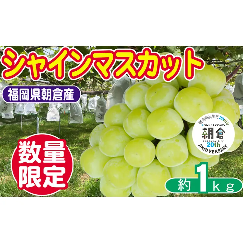 【朝倉市制施行20周年記念企画】 数量限定 シャインマスカット 1～3房 約1kg ゆう美果樹園 シャイン マスカット 葡萄 ※配送不可：離島