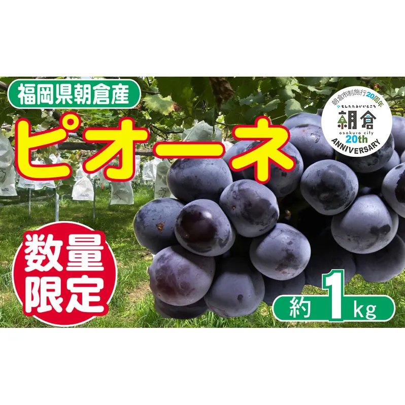 【朝倉市制施行20周年記念企画】 葡萄 ピオーネ 1～3房 約1kg 数量限定 ゆう美果樹園 ※配送不可：離島