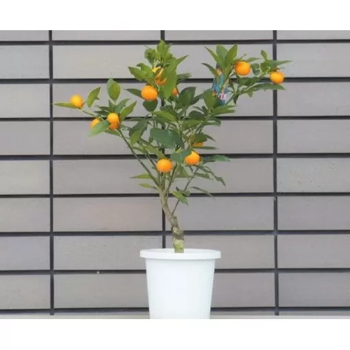 寧波金柑の苗木 きんかん ガーデニングショップ四季の里  観葉植物 甘み 香り 