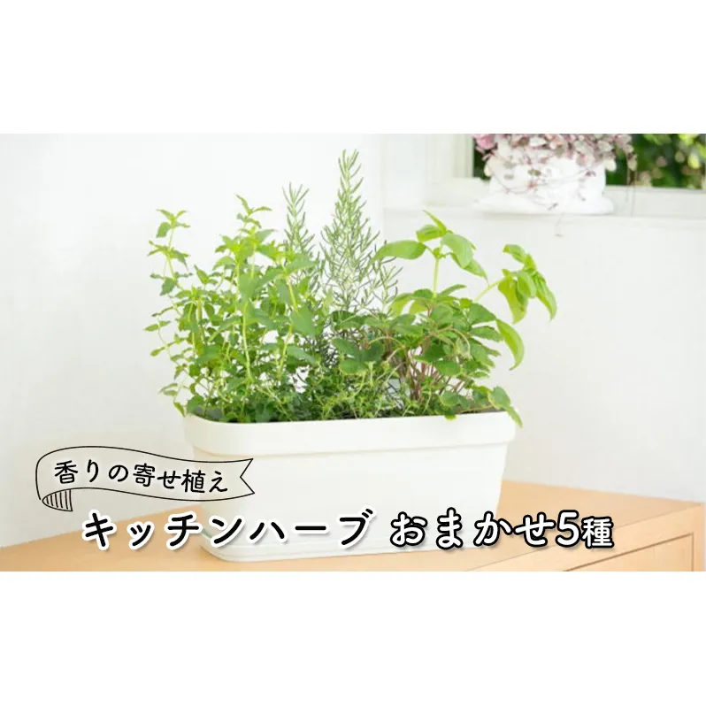 ハーブ キッチンハーブ 5種 フレッシュハーブ 香りの寄せ植え 植物 ガーデニング ガーデン インテリア 