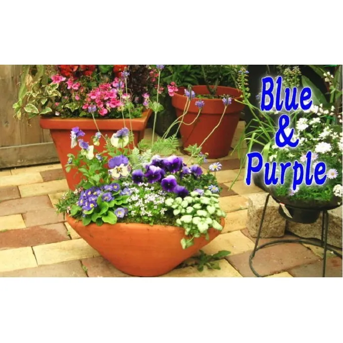 爽やかな色合いブルー・パープルの寄せ植え 植物