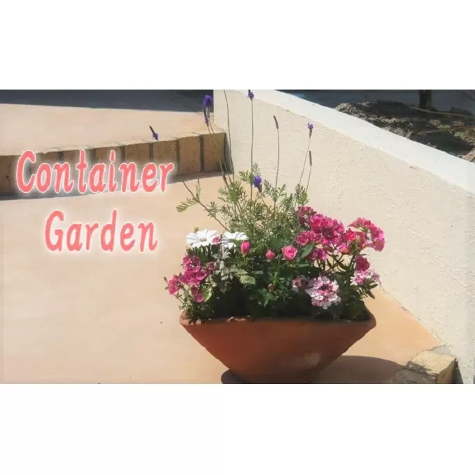 可愛いピンクのお花たっぷりの寄せ植え 