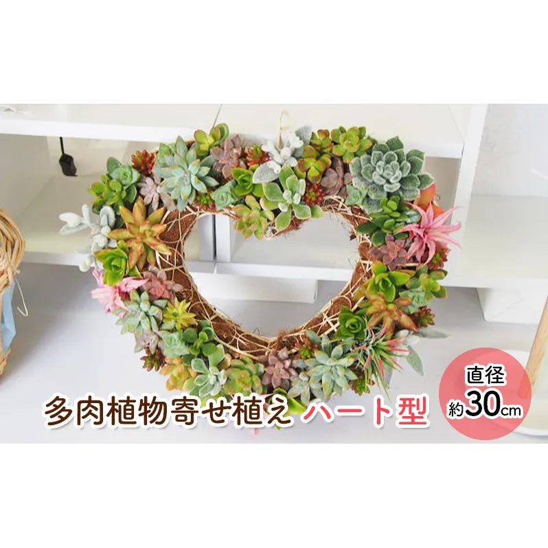 多肉 寄せ植え 可愛いハートの多肉植物 植物 インテリア ガーデン 