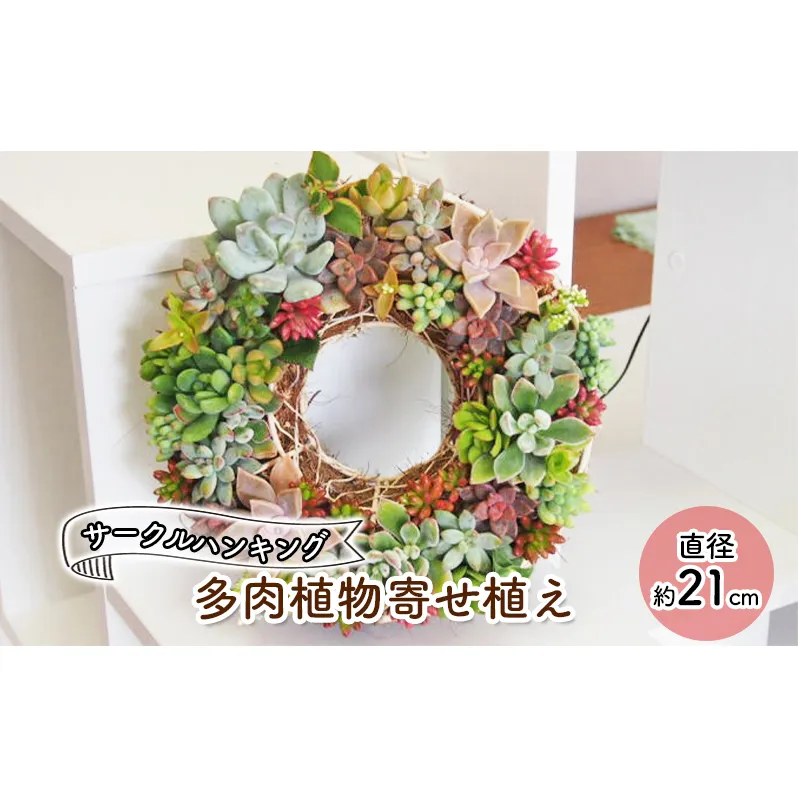 多肉 寄せ植え サークルハンキング  植物 アレンジ 丸型リース 植物 インテリア ガーデン