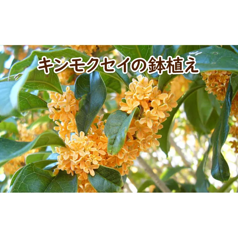 苗木 キンモクセイ 鉢植え 白プラ鉢 植物 ガーデン インテリア ※配送不可:北海道、沖縄、離島 