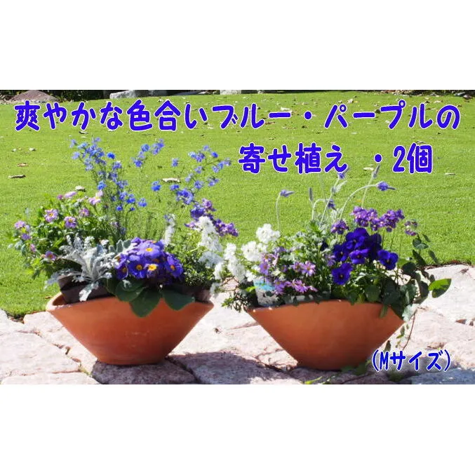 ブルー・パープルの寄せ植え(舟形Mサイズ)2個 花 植物