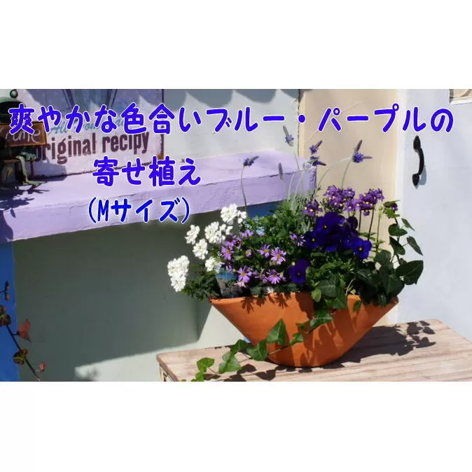 ブルー・パープルの寄せ植え（舟形Mサイズ）1個 花 植物 