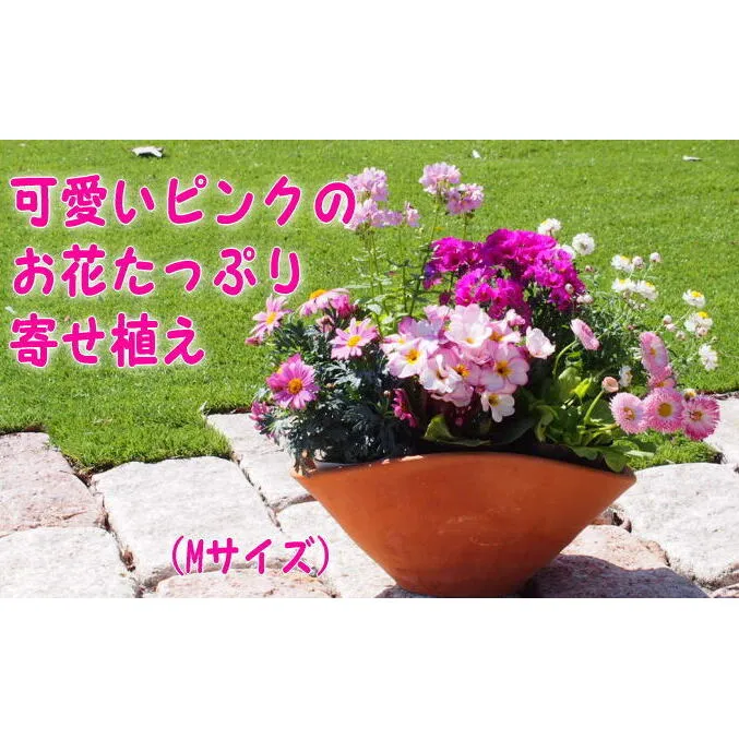 可愛いピンクのお花たっぷりの寄せ植え（舟形Mサイズ）1個 植物