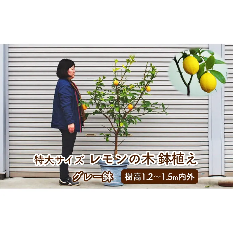 苗木 レモン 特大サイズ レモンの木 鉢植え グレー鉢 1個 植物 ガーデン ※配送不可:北海道、沖縄、離島