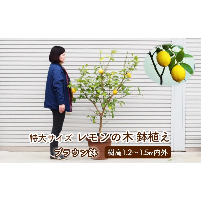 苗木 レモン 特大サイズ レモンの木 鉢植え ブラウン鉢 1個 植物 ガーデン ※配送不可:北海道、沖縄、離島 