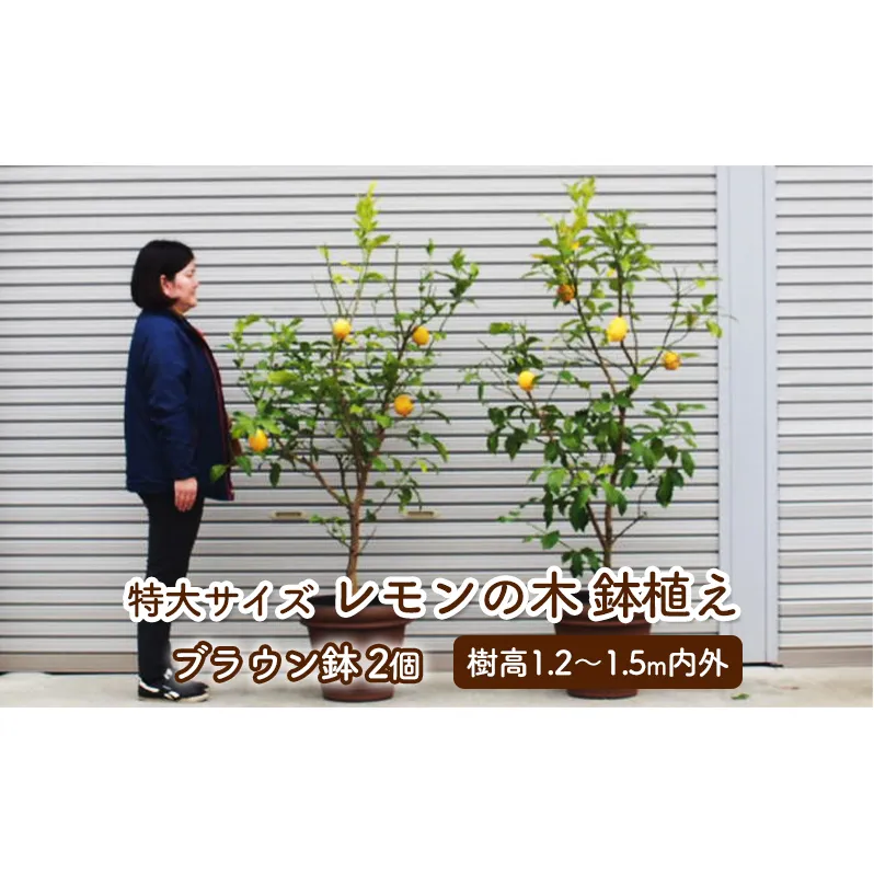 苗木 レモン 特大サイズ レモンの木 鉢植え ブラウン鉢 2個 植物 ガーデン ※配送不可:北海道、沖縄、離島 