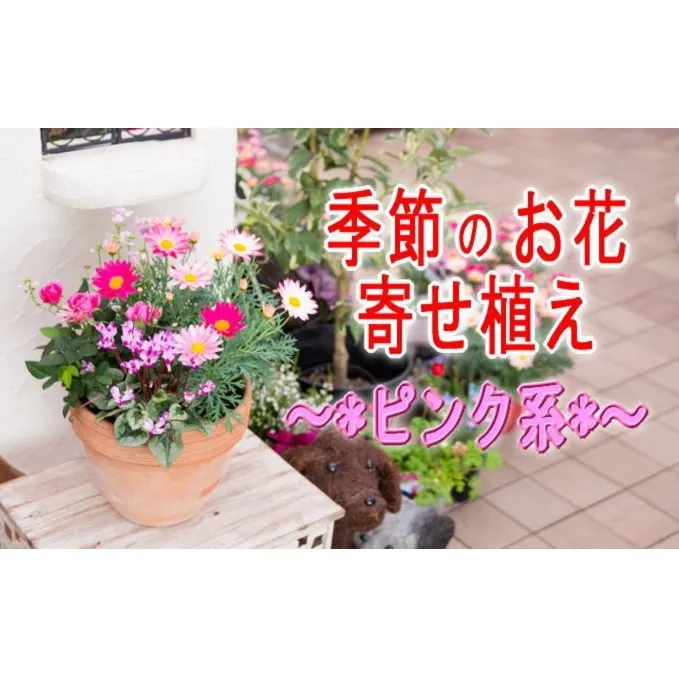 季節のお花寄せ植え(赤・ピンク系) 植物