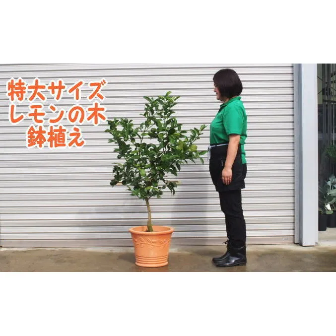 苗木 特大サイズ レモンの木鉢植え テラコッタ鉢 40cm 配送不可 北海道 沖縄 離島