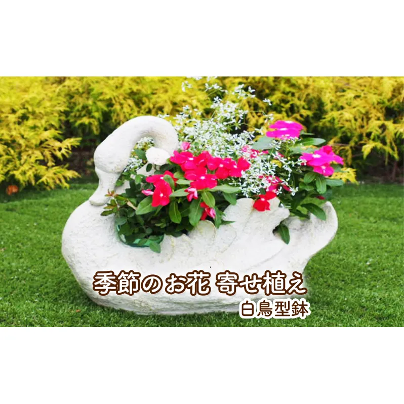 花 寄せ植え 季節のお花 白鳥型鉢 植物 ガーデン インテリア