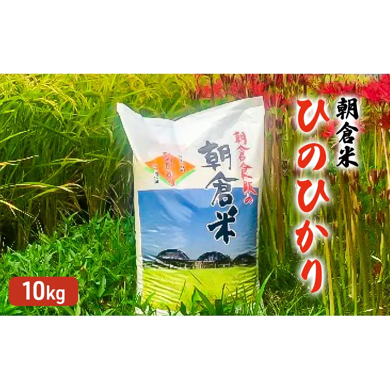 米 10kg 朝倉米 ひのひかり こめ コメ お米 白米