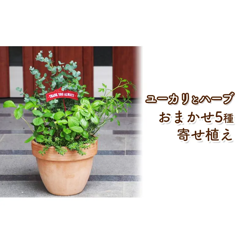 ユーカリとハーブ5種 寄せ植え テラコッタ鉢 24cm 植物 ガーデン インテリア