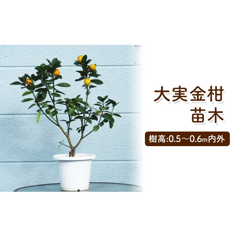 苗木 きんかん 大実金柑 キンカン 金柑 プラスティック鉢 植物 ガーデン インテリア 