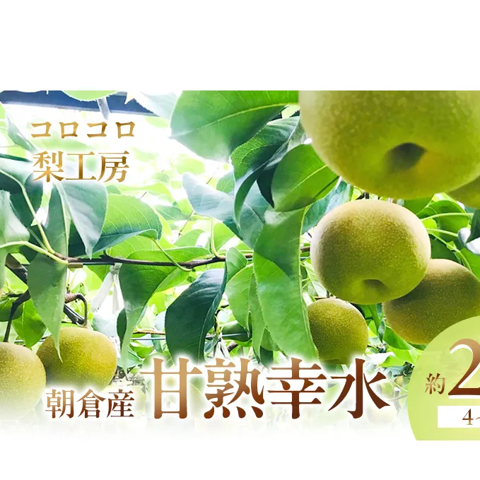 梨 幸水 まるで食べる梨ジュース！！甘熟 幸水梨 約2.5kg 4～7玉入 配送不可 離島 ナシ 果物 フルーツ 先行予約 
