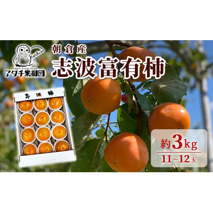 柿 志波 富有柿 約3kg 11～12玉 果物類 かき 