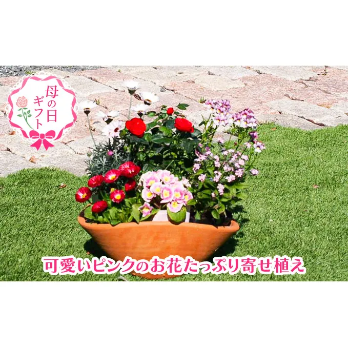 【母の日 ギフト】可愛いピンクのお花たっぷりの 寄せ植え（舟形Mサイズ）1個（オンライン決済限定）