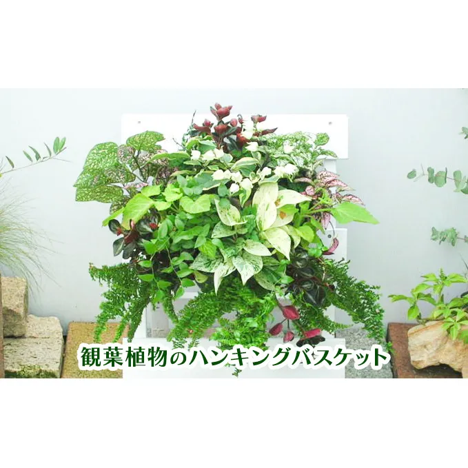 観葉植物のハンギングバスケット