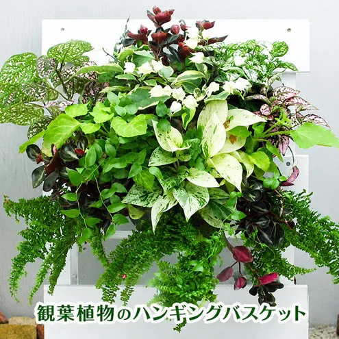 観葉植物のハンギングバスケット 2027年3月10日～順次発送 