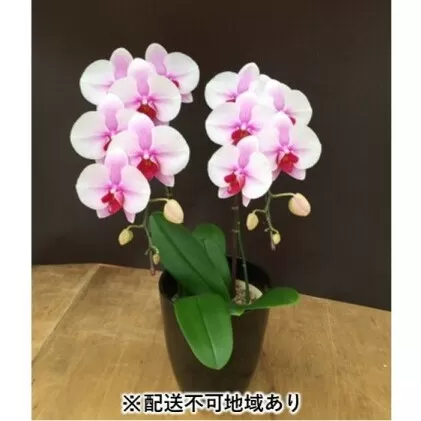 幸せが飛んでくる胡蝶蘭ミディ二本立ち【配送不可：北海道、東北、沖縄、離島】 植物 