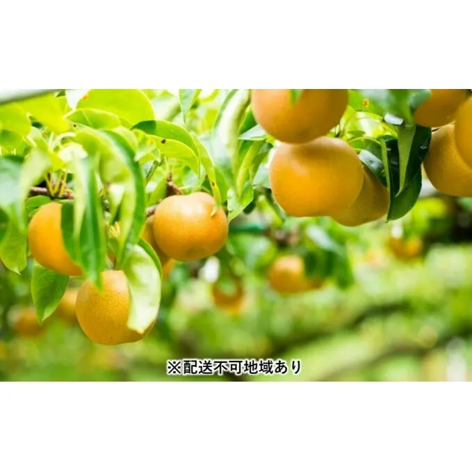 「先行予約」朝倉市産 秋月 梨 5kg 9～18玉 8月中旬より順次出荷お届け：2023年8月20日～9月30日 九州の梨 天然の甘み 安心 安全 お歳暮 ギフト ナシ 果物 フルーツ 