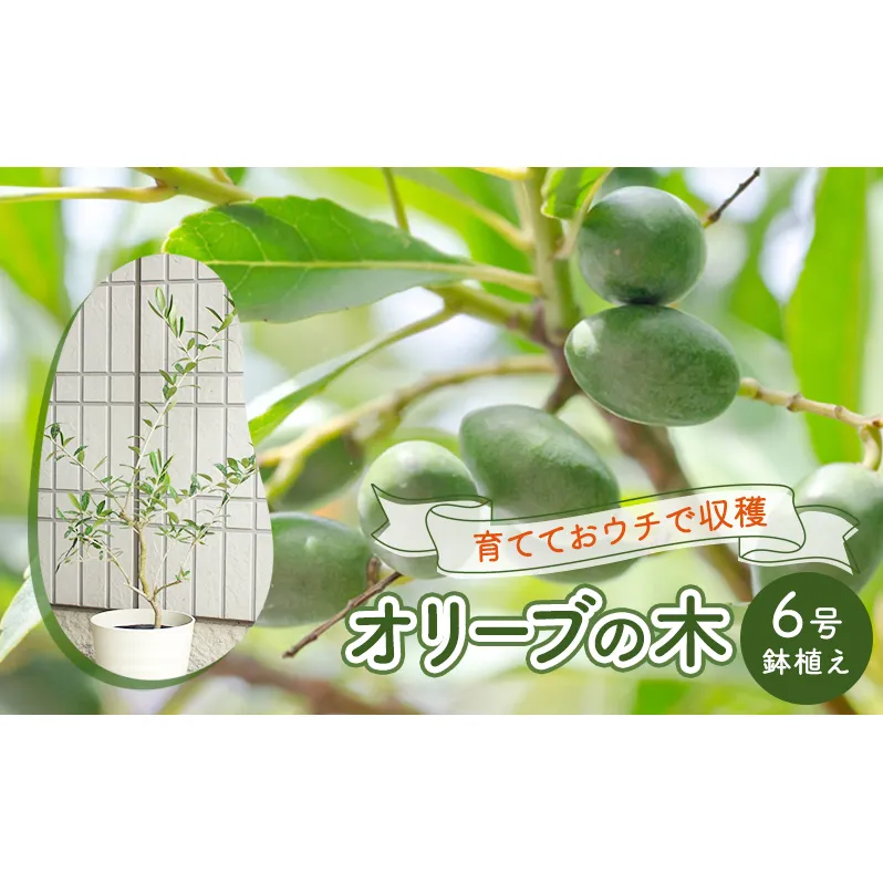 鉢植え 苗木 オリーブの木 6号 オリーブ 高さ約60～80cm 植物 ガーデン ガーデニング 