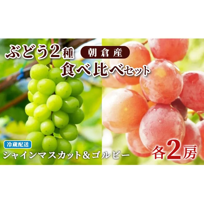 ぶどう シャインマスカット 2房 ゴルビー 2房 食べ比べ 約2kg 配送不可 離島 果物類 フルーツ 果物 