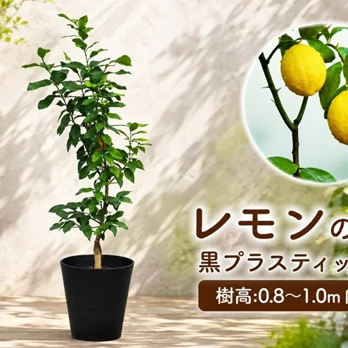 苗木 鉢植え レモンの木 黒プラスティック鉢 直径27cm 植物 ガーデン インテリア ※配送不可:北海道、沖縄、離島 